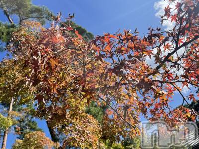 ܱХ顦֥ ץ ( ץ ޥĥ) (26)114̥֥114 2302ʬΥ֥