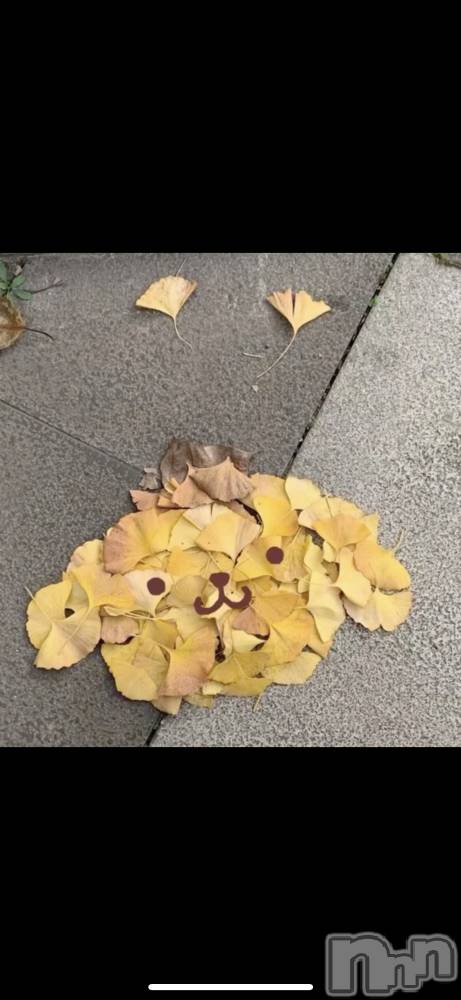 ƲС㤭MILKYHEART(ߥ륭ϡ) ߤ1010ֽ̥֥🐿🌰🍁🍂