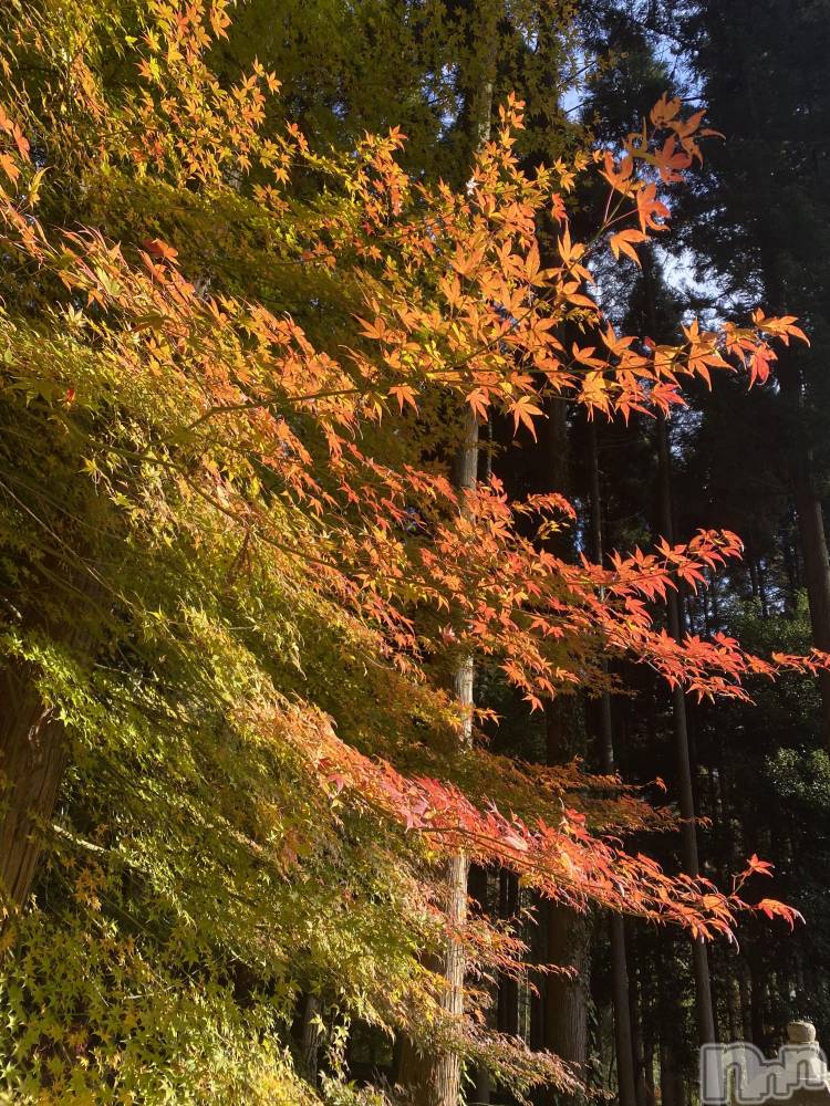 長野おっパブMILKYHEART(ミルキーハート) みゆの11月25日写メブログ「出勤！」