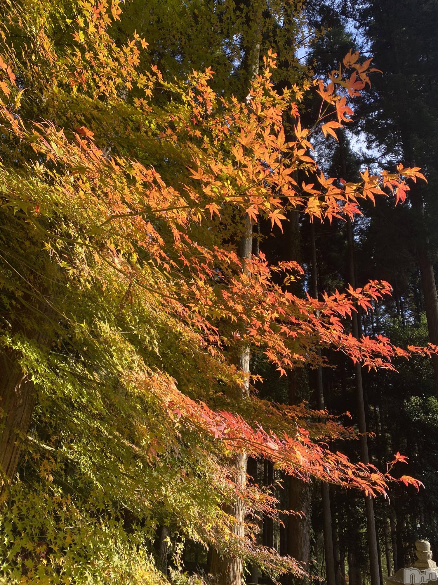 長野おっパブMILKYHEART(ミルキーハート)みゆの2025年11月25日写メブログ「出勤！」