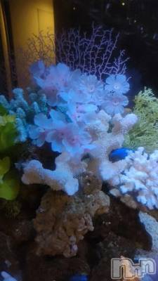 新潟デリヘル 新潟デリヘル倶楽部(ニイガタデリヘルクラブ) まき(19)の4月9日写メブログ「薄ピンクってかわいい」