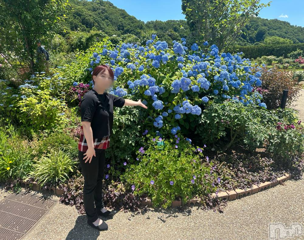 新潟デリヘルSOARIS-ソアリス-(ソアリス) かおり(35)の6月11日写メブログ「薔薇も紫陽花も今が見頃」