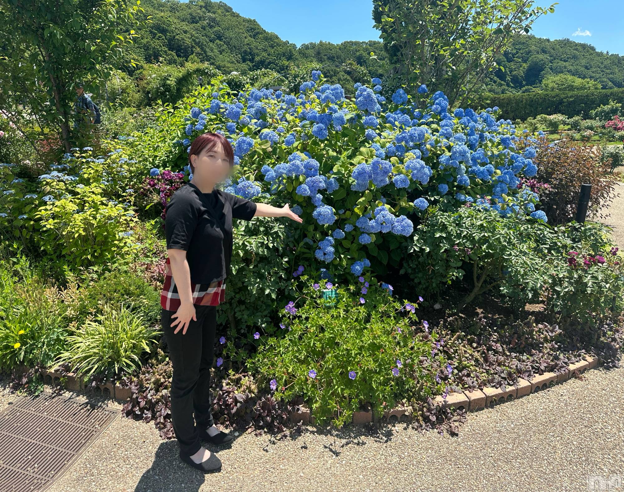 新潟デリヘルSOARIS-ソアリス-(ソアリス)かおり(35)の2026年6月11日写メブログ「薔薇も紫陽花も今が見頃」