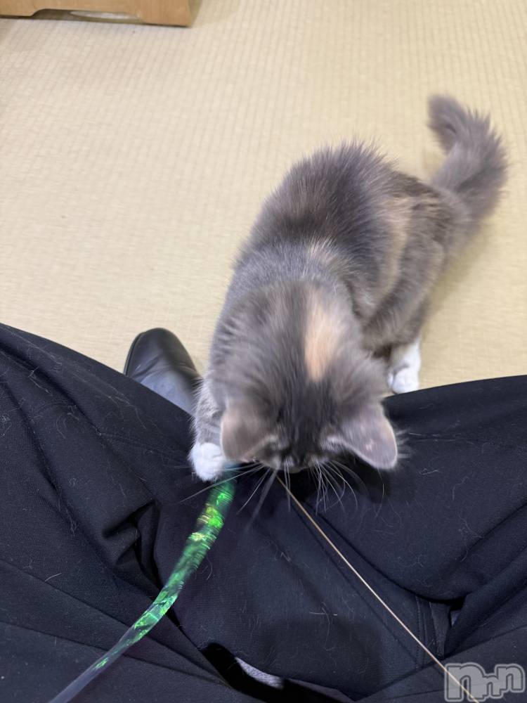 新潟メンズエステあろまえすて＠新潟(アロマエステアットニイガタ) 蘭＊らん(30)の2月28日写メブログ「触れ合い😽🤍」