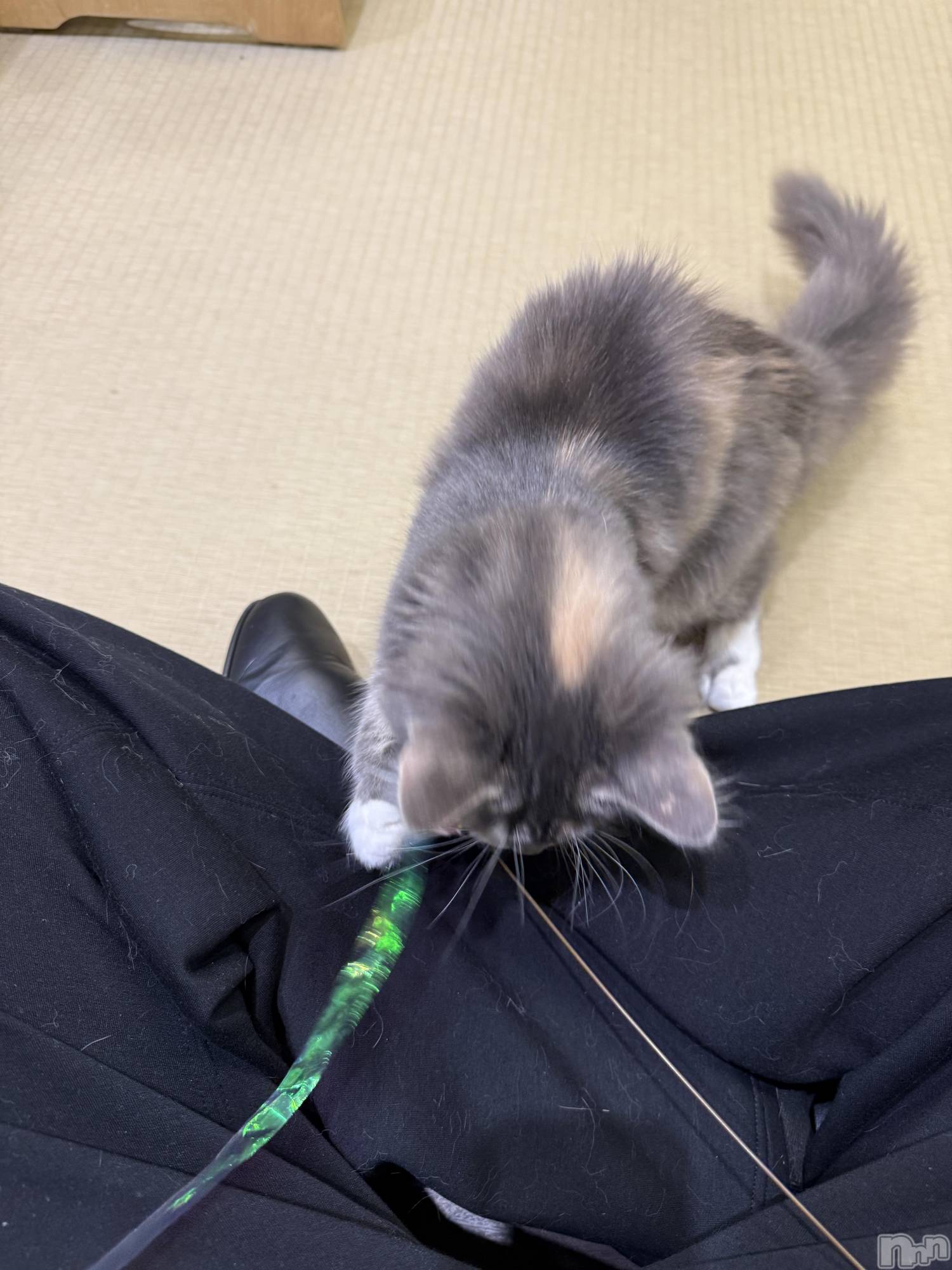 新潟メンズエステあろまえすて＠新潟(アロマエステアットニイガタ)蘭＊らん(30)の2026年2月28日写メブログ「触れ合い😽🤍」