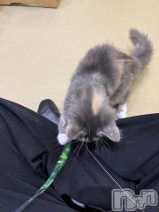 新潟メンズエステあろまえすて＠新潟(アロマエステアットニイガタ) 蘭＊らん(30)の2月28日写メブログ「触れ合い😽🤍」