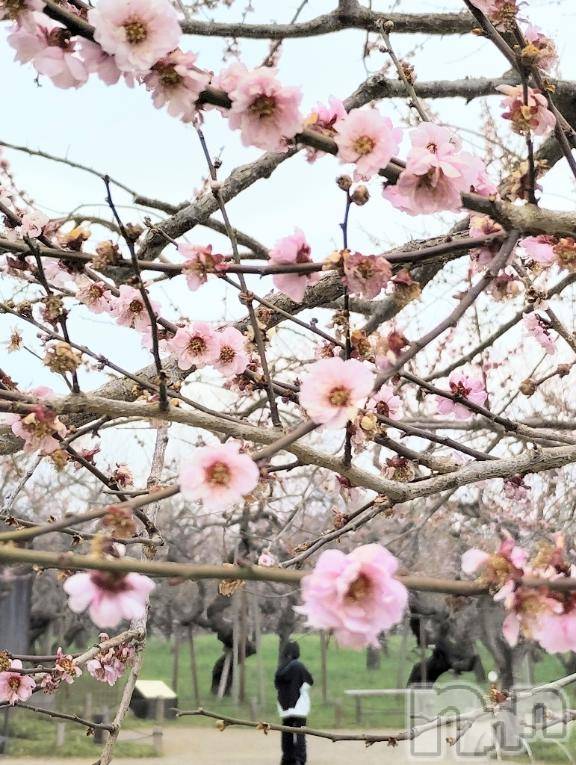 佐久発デリヘル佐久上田人妻隊(サクウエダヒトヅマタイ) ななえ(45)の3月25日写メブログ「💛大好きな..💛」