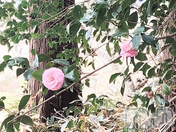 佐久発デリヘル佐久上田人妻隊(サクウエダヒトヅマタイ)ななえ(45)の2026年3月26日写メブログ「[お題]from:スマホもってっちゃうさん」