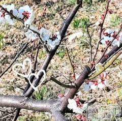 佐久発デリヘル佐久上田人妻隊(サクウエダヒトヅマタイ) ななえ(45)の3月18日写メブログ「🥺寂しい気分です🥺」