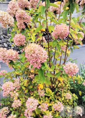 佐久発デリヘル 佐久上田人妻隊(サクウエダヒトヅマタイ) ななえ(45)の10月15日写メブログ「💝いいお天気🐤💝」