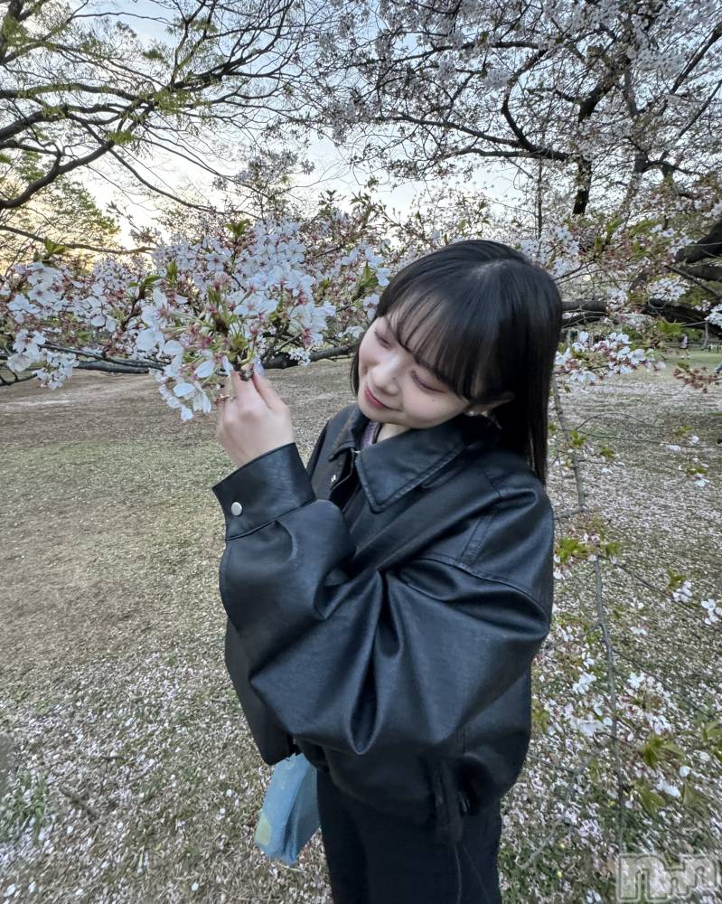 ��ˬ����Х��顦����֥���� �ץ���� ��ˬ(����� �ץ���� ����) ���� �Ҥʤ�5��1���̥�֥����֤Ϥ���ޤ���🌸��