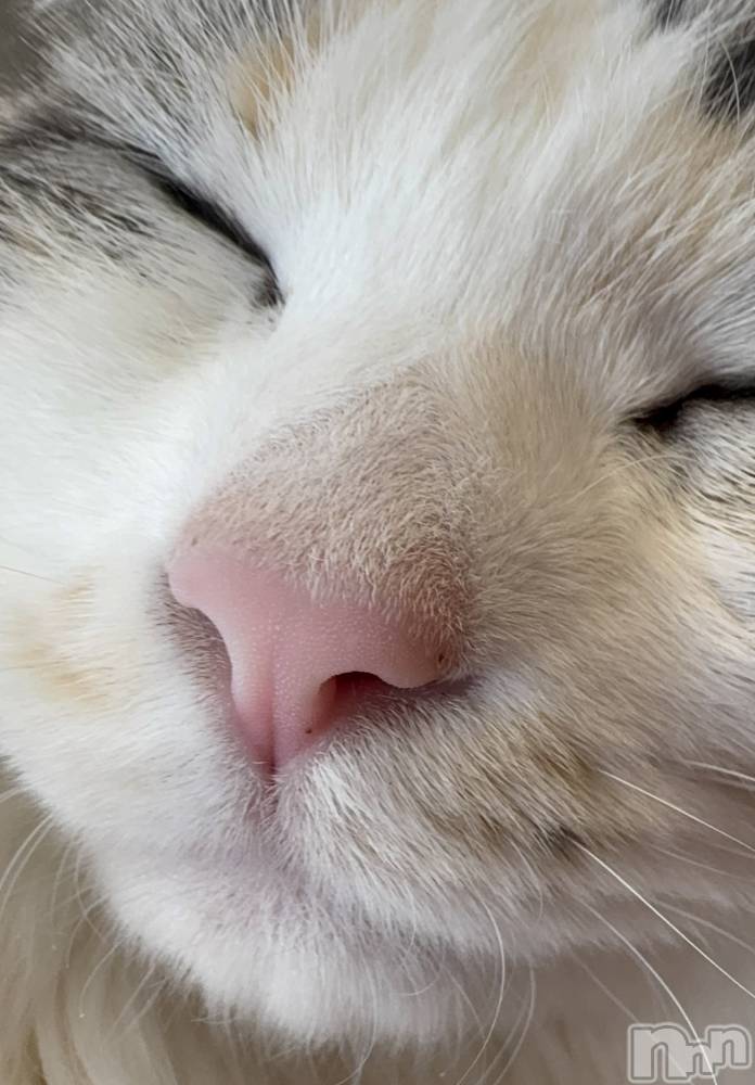 ��ˬ����Х��顦����֥���� �ץ���� ��ˬ(����� �ץ���� ����) ���� �Ҥʤ�2��22���̥�֥����֤��Ҥ����֤�🐈‍⬛��