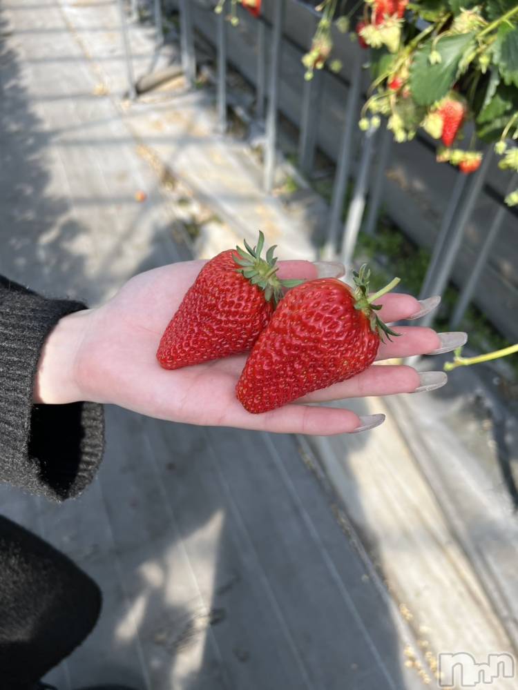 ��ˬ����Х��顦����֥���� �ץ���� ��ˬ(����� �ץ���� ����) ���� �Ҥʤ�3��28���̥�֥����֤�����������🍓��