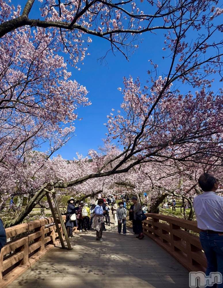 ��ˬ����Х��顦����֥���� �ץ���� ��ˬ(����� �ץ���� ����) ���� �Ҥʤ�4��10���̥�֥����֤��ָ�~🌸��