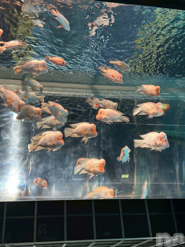 ��ˬ����Х��顦����֥���� �ץ���� ��ˬ(����� �ץ���� ����) ���� �Ҥʤ�3��7���̥�֥����֤����ʤ�����