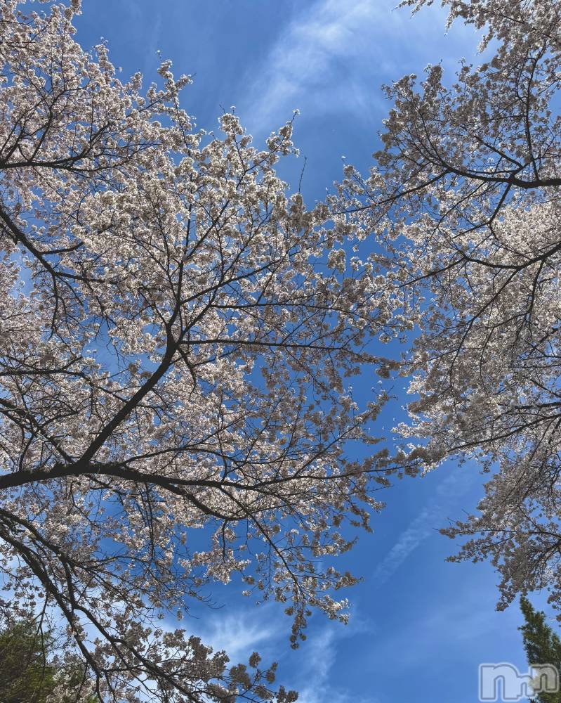 ��ˬ����Х��顦����֥���� �ץ���� ��ˬ(����� �ץ���� ����) ���� �Ҥʤ�4��13���̥�֥����֤����餵���