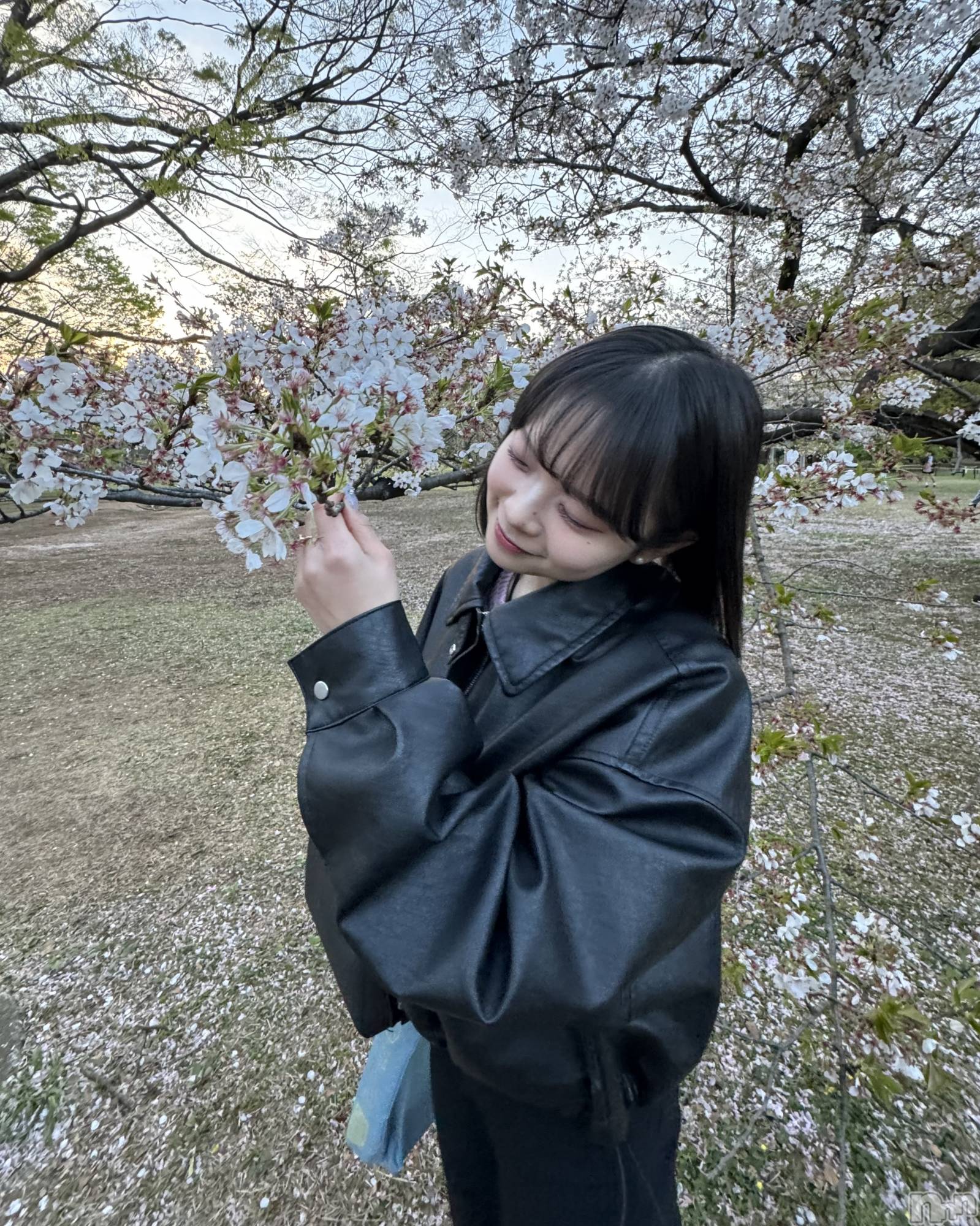 ��ˬ����Х��顦����֥���� �ץ���� ��ˬ(����� �ץ���� ����) ��2024ǯ5��1���̥�֥����֤Ϥ���ޤ���🌸��