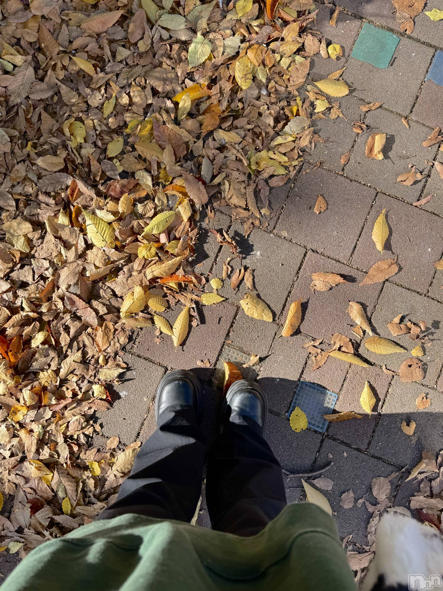 ��ˬ����Х��顦����֥���� �ץ���� ��ˬ(����� �ץ���� ����) ��2024ǯ11��9���̥�֥����ֽ�������