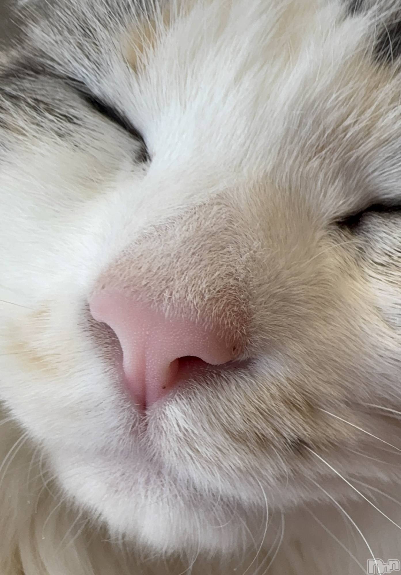 ��ˬ����Х��顦����֥���� �ץ���� ��ˬ(����� �ץ���� ����) ��2025ǯ2��22���̥�֥����֤��Ҥ����֤�🐈‍⬛��