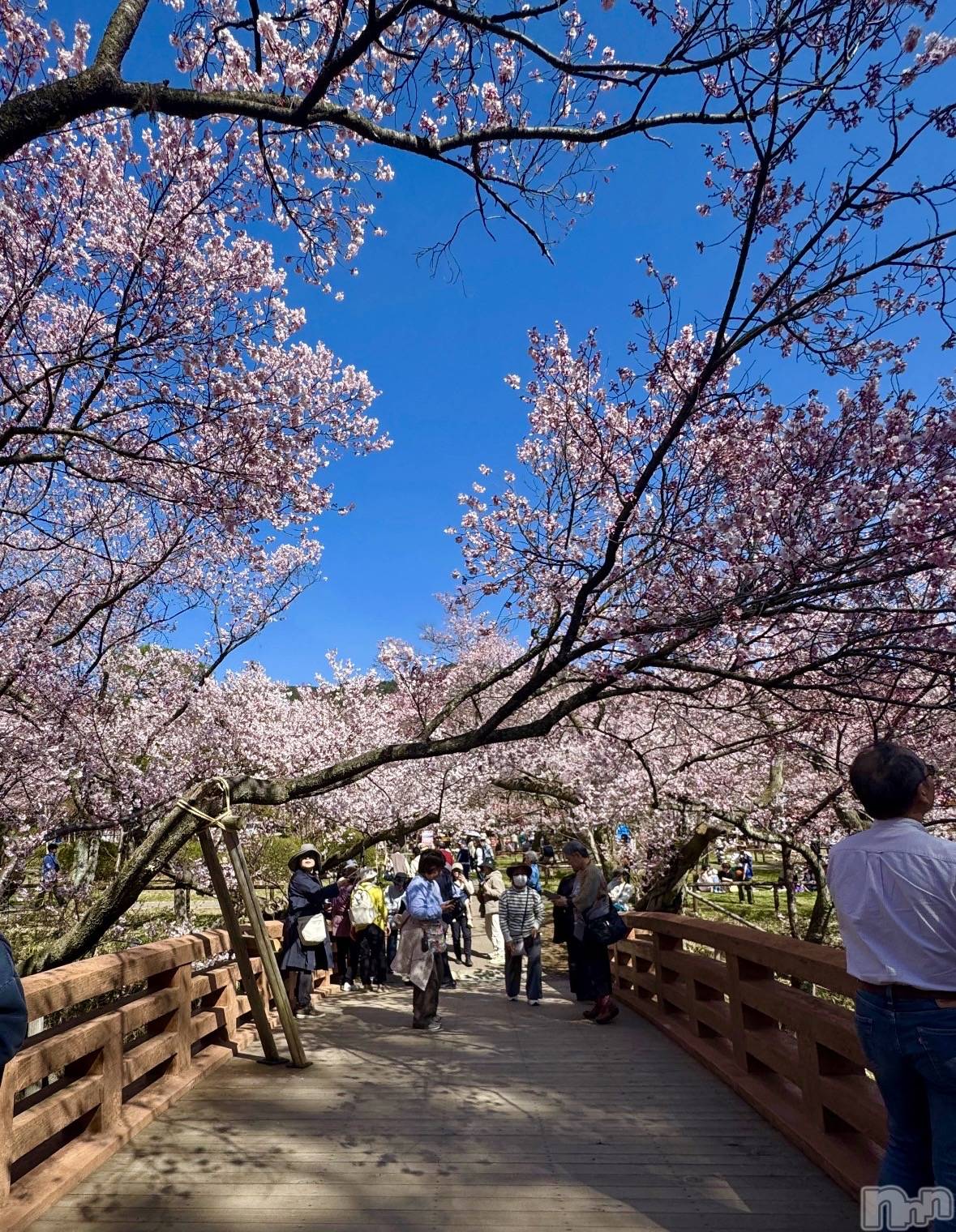 ��ˬ����Х��顦����֥���� �ץ���� ��ˬ(����� �ץ���� ����) ��2025ǯ4��10���̥�֥����֤��ָ�~🌸��