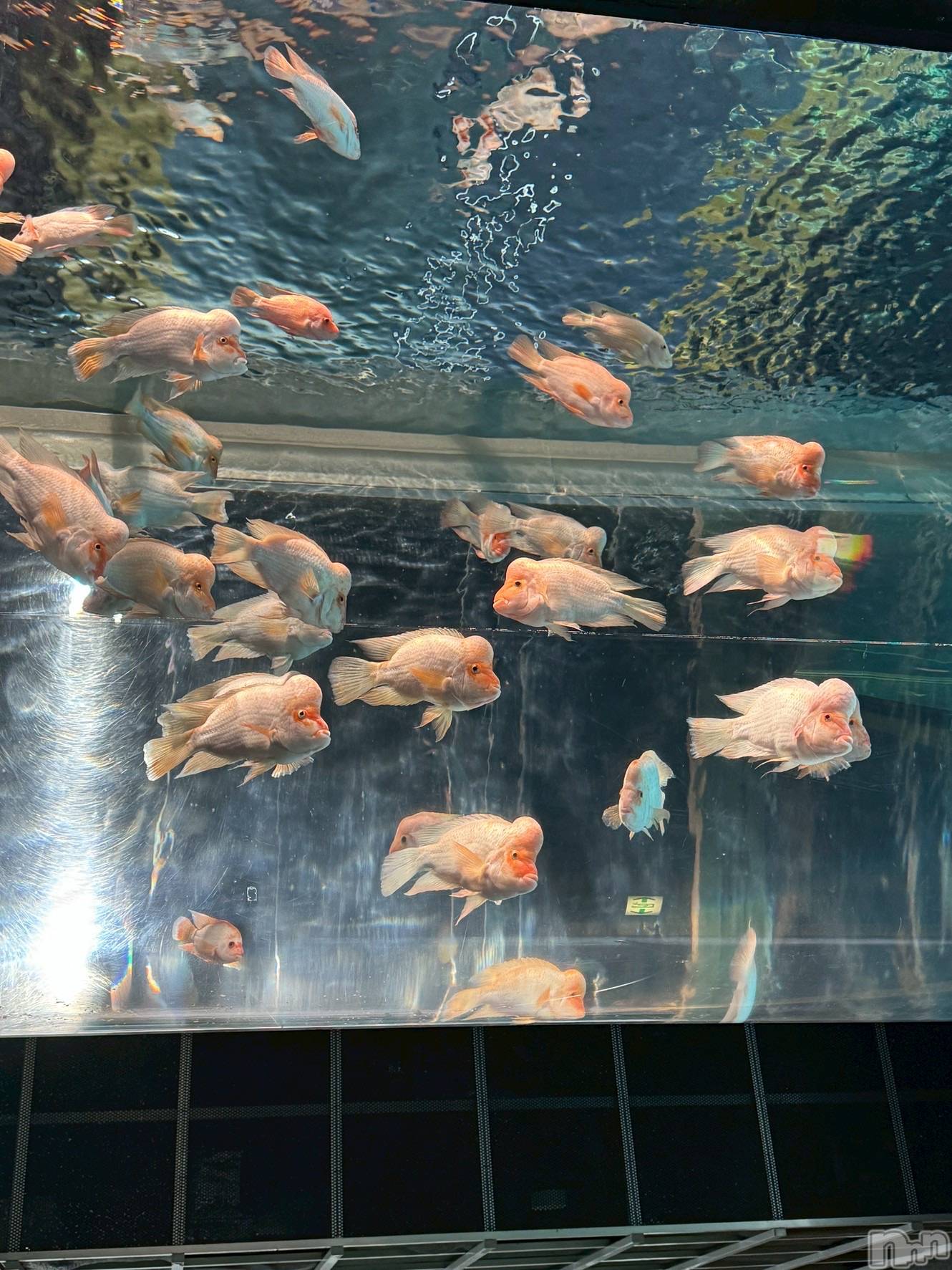 ��ˬ����Х��顦����֥���� �ץ���� ��ˬ(����� �ץ���� ����) ��2026ǯ3��7���̥�֥����֤����ʤ�����