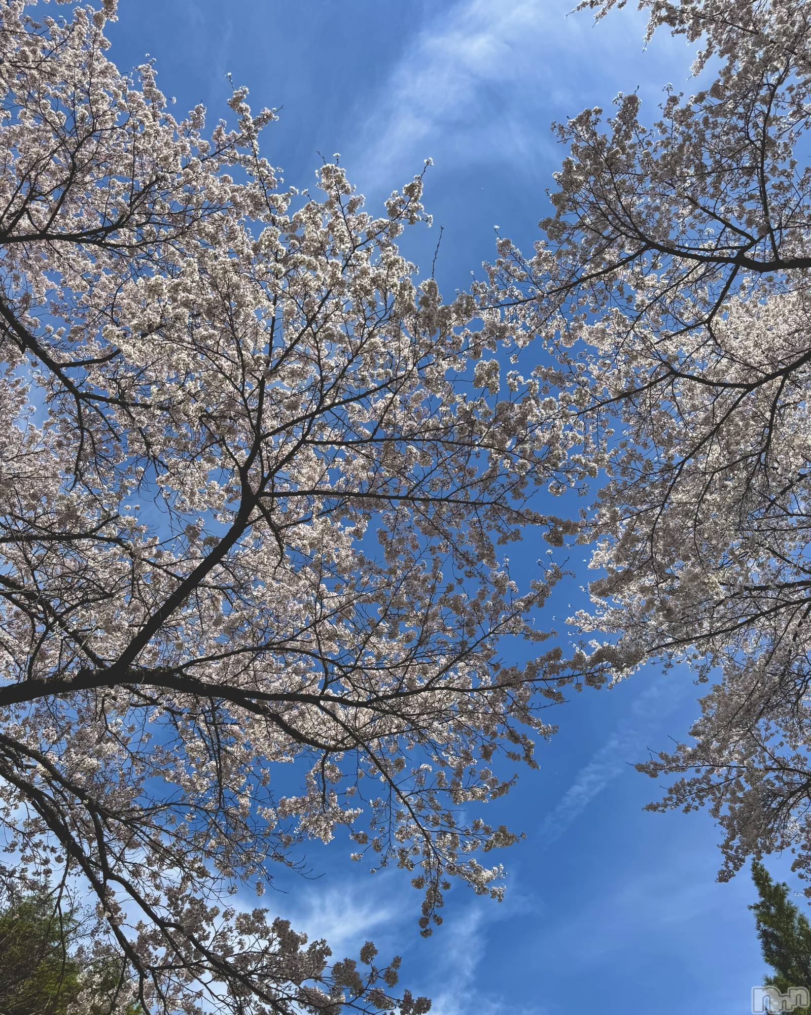 ��ˬ����Х��顦����֥���� �ץ���� ��ˬ(����� �ץ���� ����) ��2026ǯ4��13���̥�֥����֤����餵���