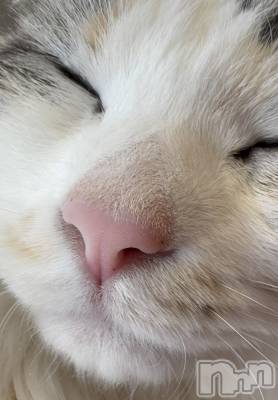 ��ˬ����Х��顦����֥���� �ץ���� ��ˬ(����� �ץ���� ����) ���� �Ҥ�(23)��2��22���̥�֥����֤��Ҥ����֤�🐈‍⬛��