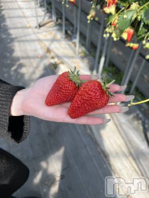 ��ˬ����Х��顦����֥���� �ץ���� ��ˬ(����� �ץ���� ����) ���� �Ҥ�(23)��3��28���̥�֥����֤�����������🍓��