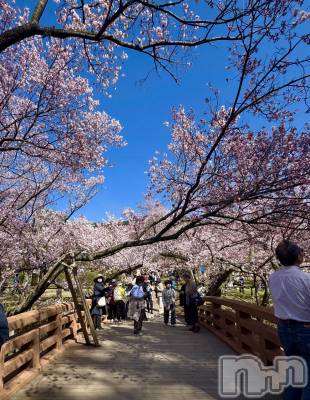 ��ˬ����Х��顦����֥���� �ץ���� ��ˬ(����� �ץ���� ����) ���� �Ҥ�(23)��4��10���̥�֥����֤��ָ�~🌸��