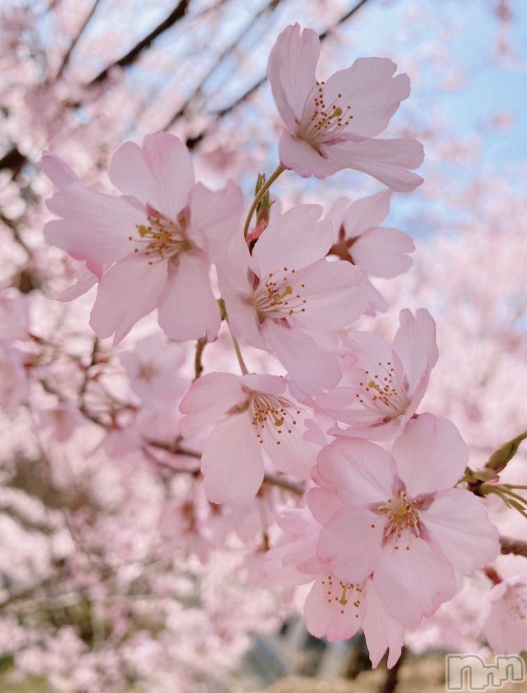 ��ˬ����Х��顦����֥���� �ץ���� ��ˬ(����� �ץ���� ����) �շ� �ꤪ��5��1���̥�֥����֤Ϥ���ޤ���🍭��