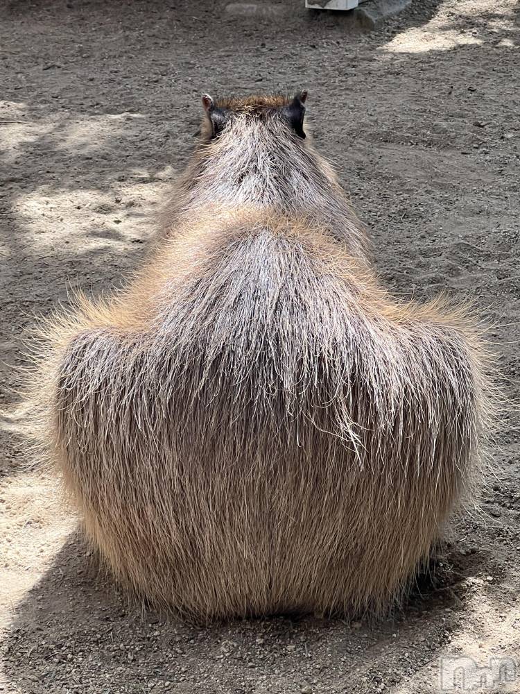 ��ˬ����Х��顦����֥���� �ץ���� ��ˬ(����� �ץ���� ����) �շ� �ꤪ��5��8���̥�֥�����🍬��