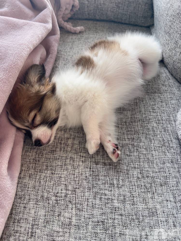 ��ˬ����Х��顦����֥���� �ץ���� ��ˬ(����� �ץ���� ����) �շ� �ꤪ��5��21���̥�֥�����🍬��