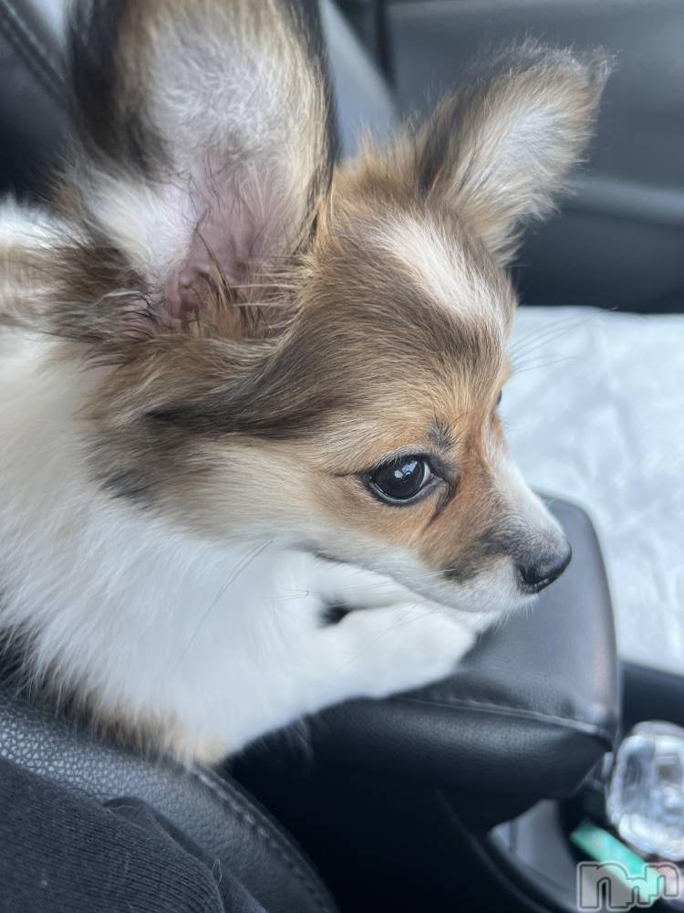 ��ˬ����Х��顦����֥���� �ץ���� ��ˬ(����� �ץ���� ����) �շ� �ꤪ��6��19���̥�֥�����🍬��