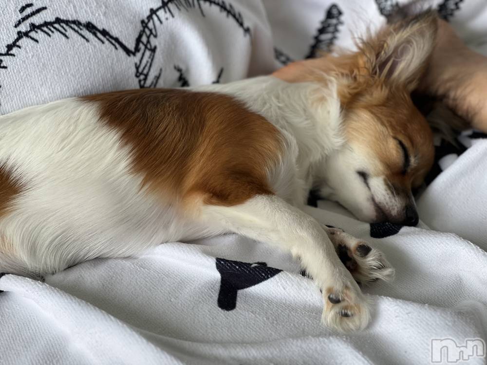 ��ˬ����Х��顦����֥���� �ץ���� ��ˬ(����� �ץ���� ����) �շ� �ꤪ��8��28���̥�֥�����🍬��