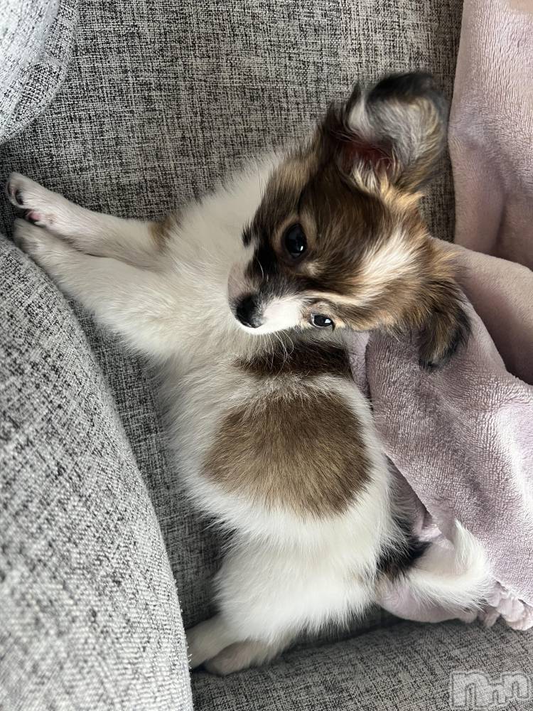 ��ˬ����Х��顦����֥���� �ץ���� ��ˬ(����� �ץ���� ����) �շ� �ꤪ��9��27���̥�֥�����🍬��