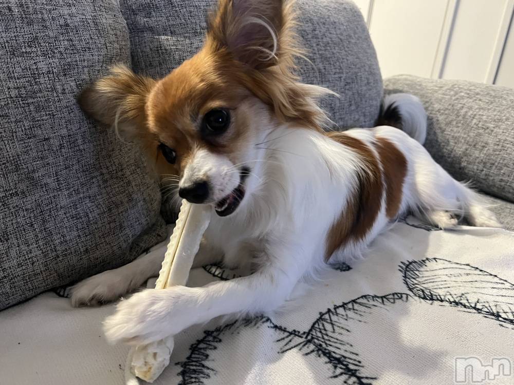 ��ˬ����Х��顦����֥���� �ץ���� ��ˬ(����� �ץ���� ����) �շ� �ꤪ��11��1���̥�֥�����🍬��