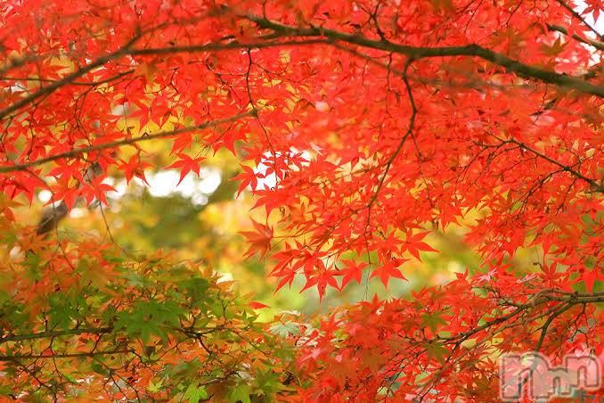 ��ˬ����Х��顦����֥���� �ץ���� ��ˬ(����� �ץ���� ����) �շ� �ꤪ��11��21���̥�֥�����🍬��