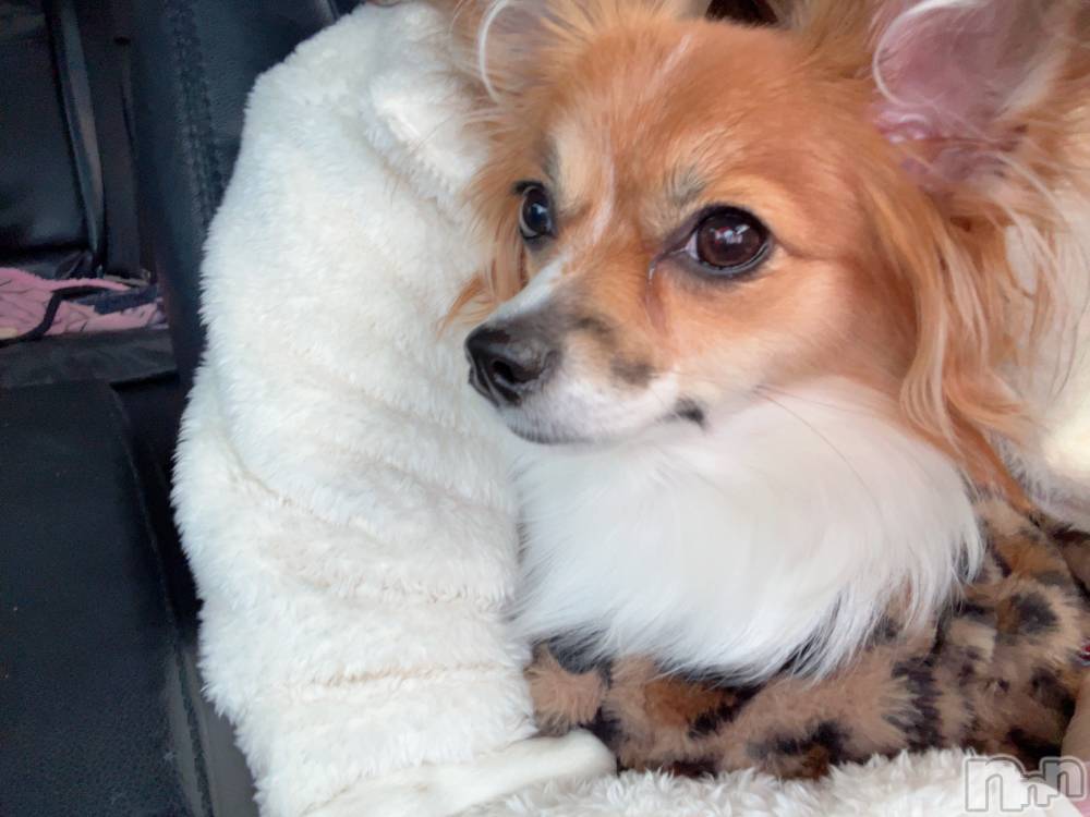 ��ˬ����Х��顦����֥���� �ץ���� ��ˬ(����� �ץ���� ����) �շ� �ꤪ��12��23���̥�֥�����🍬��