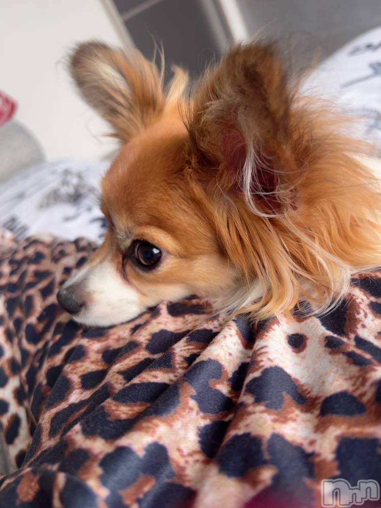 ��ˬ����Х��顦����֥���� �ץ���� ��ˬ(����� �ץ���� ����) �շ� �ꤪ��12��28���̥�֥�����🍬��