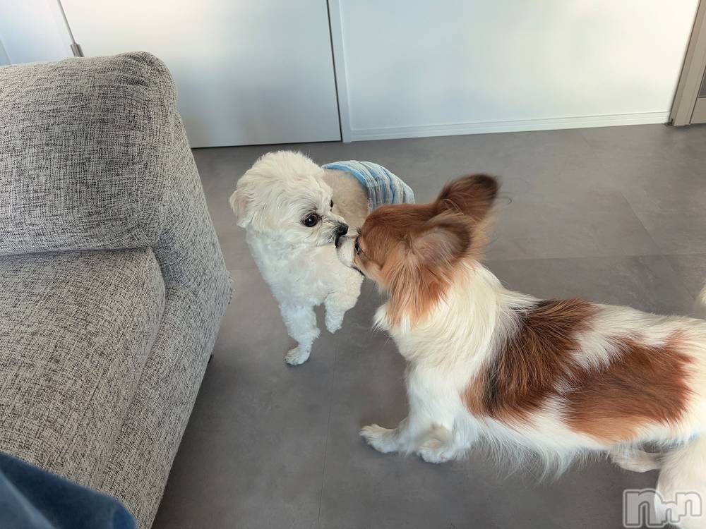 ��ˬ����Х��顦����֥���� �ץ���� ��ˬ(����� �ץ���� ����) �շ� �ꤪ��1��6���̥�֥�����👱🏽‍��️��