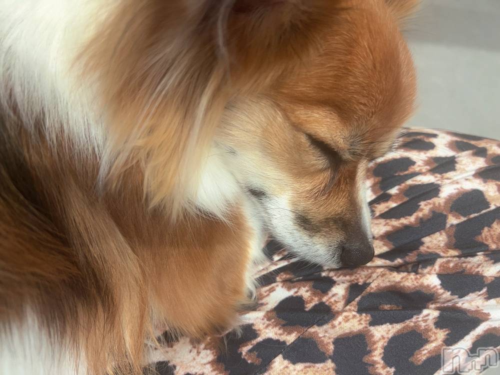 ��ˬ����Х��顦����֥���� �ץ���� ��ˬ(����� �ץ���� ����) �շ� �ꤪ��1��24���̥�֥�����1��24�� 18��31ʬ�Υ֥�����