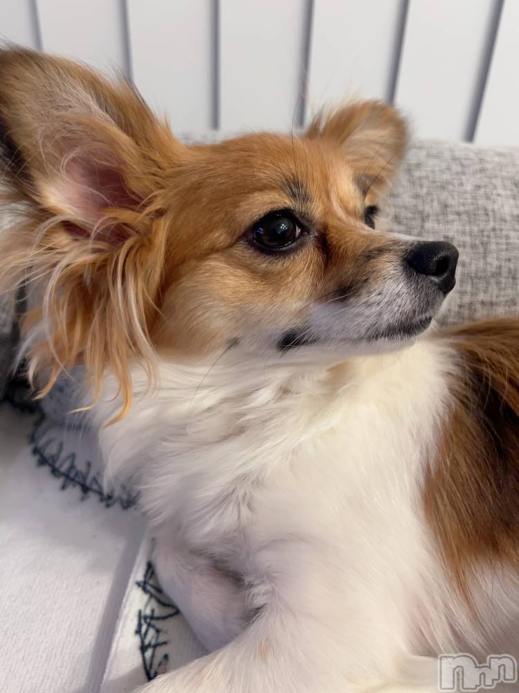 ��ˬ����Х��顦����֥���� �ץ���� ��ˬ(����� �ץ���� ����) �շ� �ꤪ��1��31���̥�֥�����🐥��