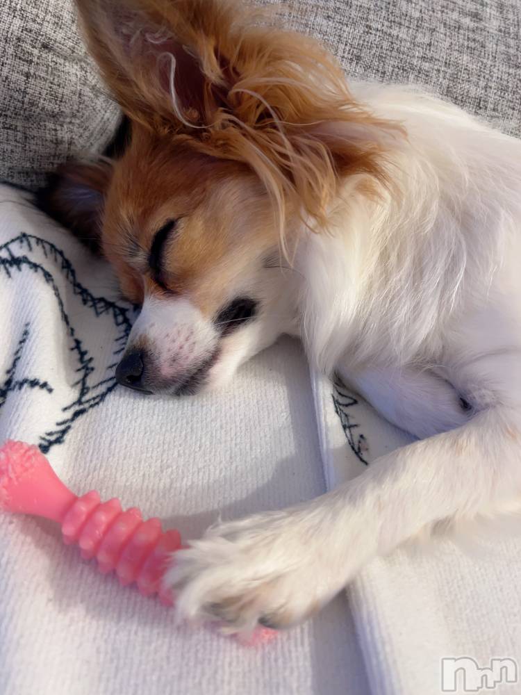 ��ˬ����Х��顦����֥���� �ץ���� ��ˬ(����� �ץ���� ����) �շ� �ꤪ��2��3���̥�֥�����🫶🏽��