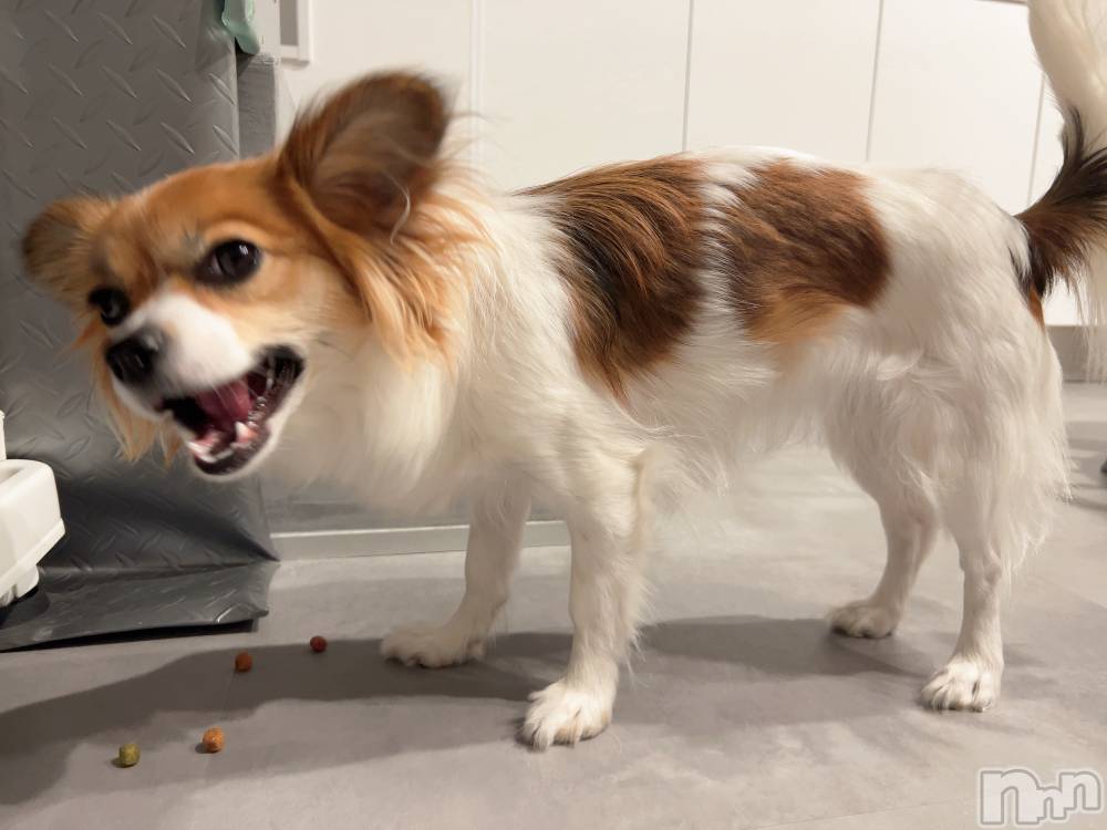 ��ˬ����Х��顦����֥���� �ץ���� ��ˬ(����� �ץ���� ����) �շ� �ꤪ��2��3���̥�֥�����🫶🏽��