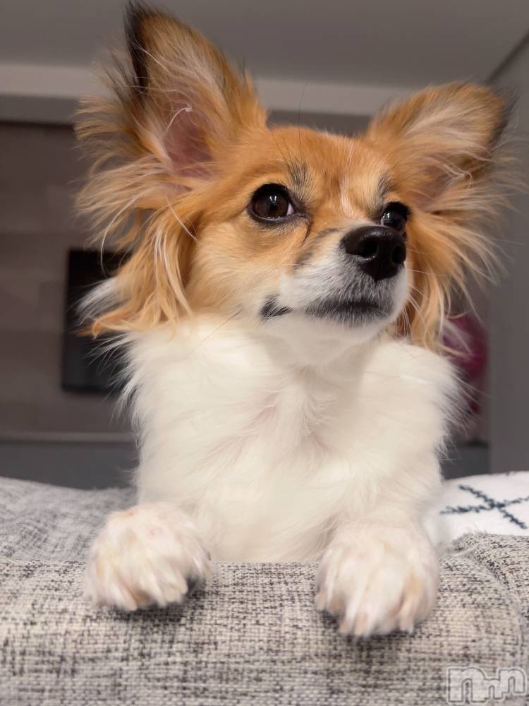 ��ˬ����Х��顦����֥���� �ץ���� ��ˬ(����� �ץ���� ����) �շ� �ꤪ��2��7���̥�֥�����🫶🏽��