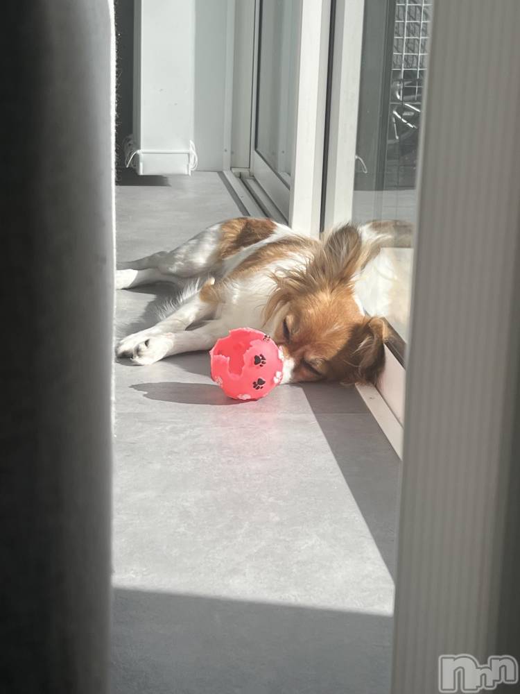 ��ˬ����Х��顦����֥���� �ץ���� ��ˬ(����� �ץ���� ����) �շ� �ꤪ��2��22���̥�֥�����💙��