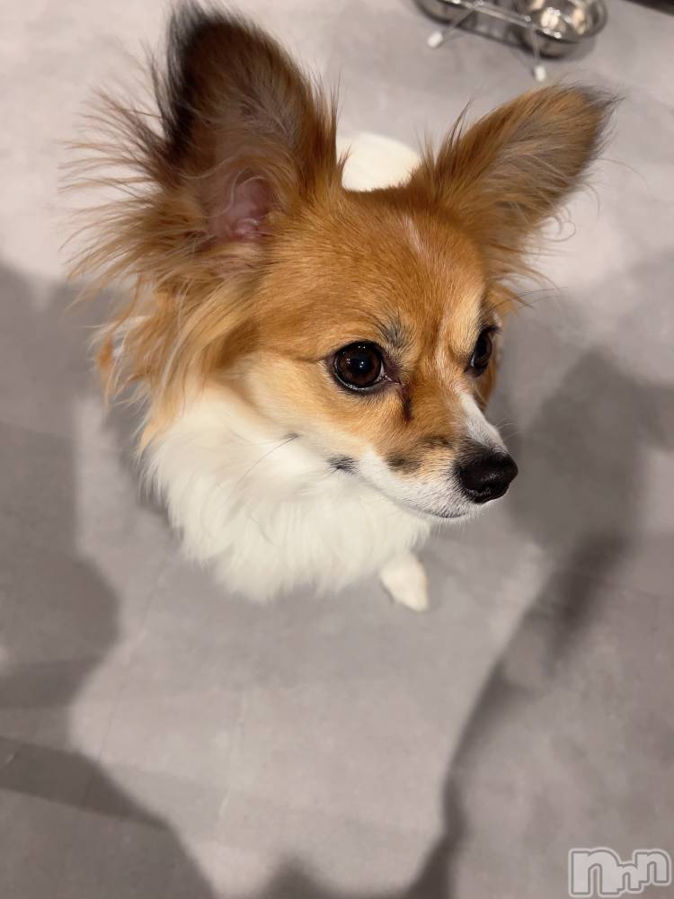 ��ˬ����Х��顦����֥���� �ץ���� ��ˬ(����� �ץ���� ����) �շ� �ꤪ��2��25���̥�֥�����💚��