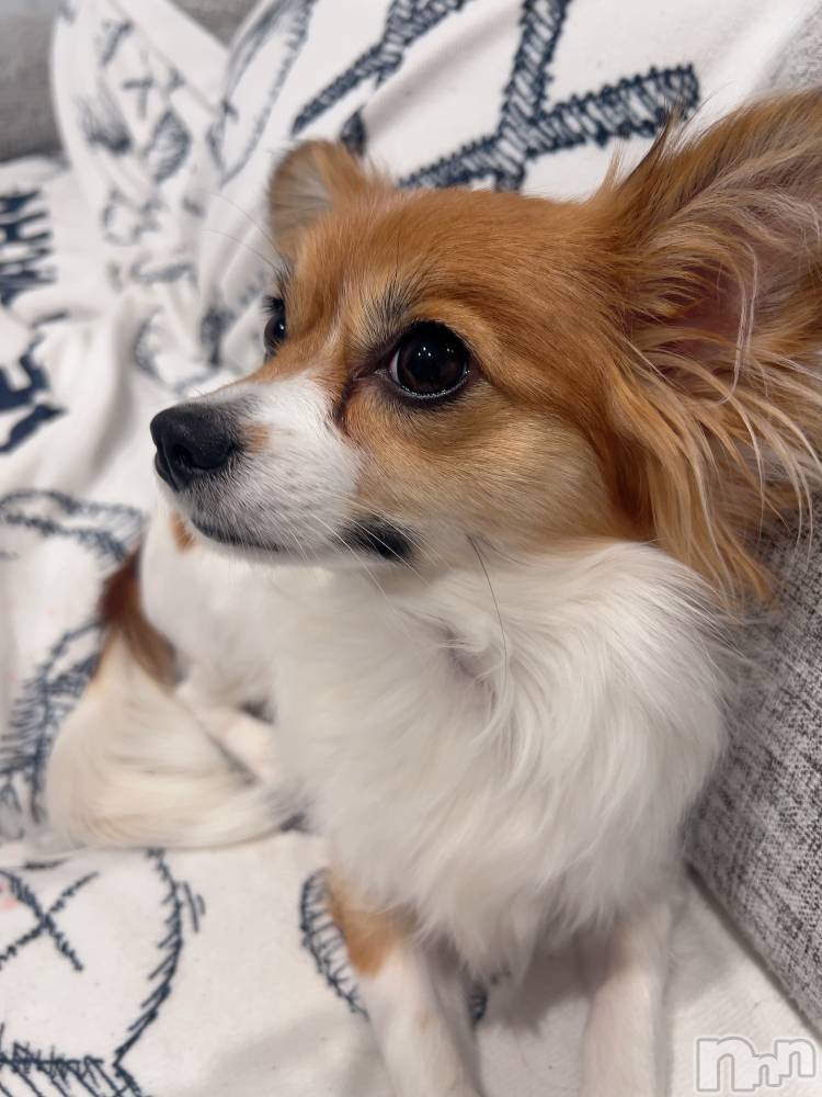 ��ˬ����Х��顦����֥���� �ץ���� ��ˬ(����� �ץ���� ����) �շ� �ꤪ��2��28���̥�֥�����🐾��