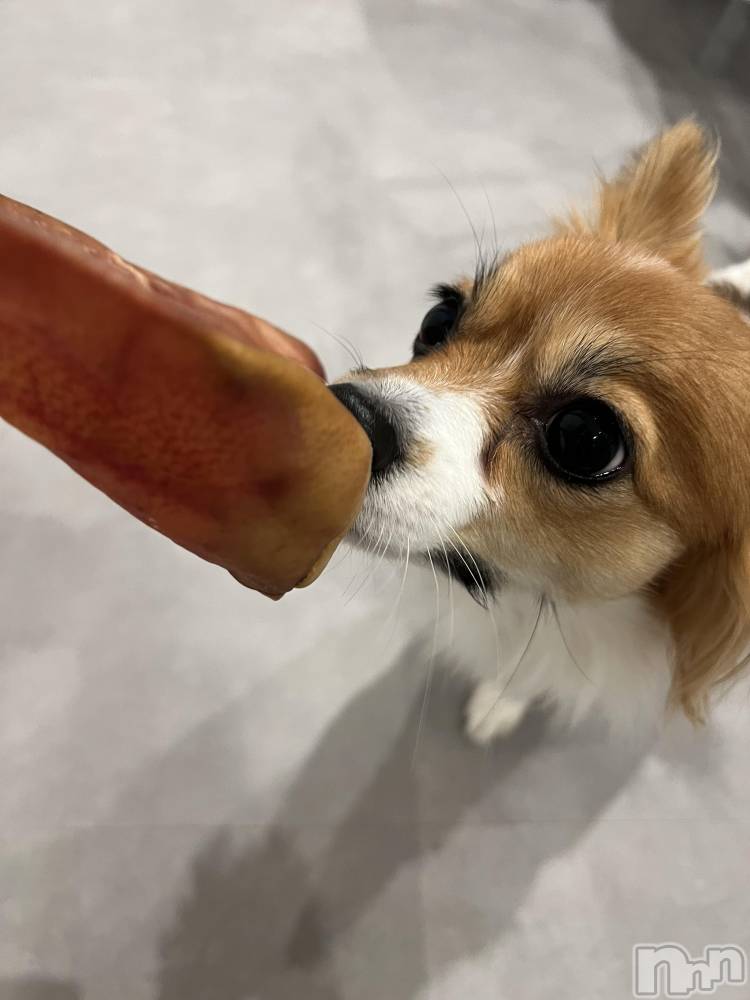 ��ˬ����Х��顦����֥���� �ץ���� ��ˬ(����� �ץ���� ����) �շ� �ꤪ��3��12���̥�֥�����🌺��