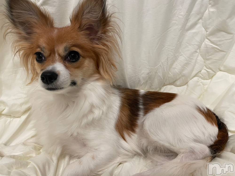 ��ˬ����Х��顦����֥���� �ץ���� ��ˬ(����� �ץ���� ����) �շ� �ꤪ��3��21���̥�֥�����🍀��